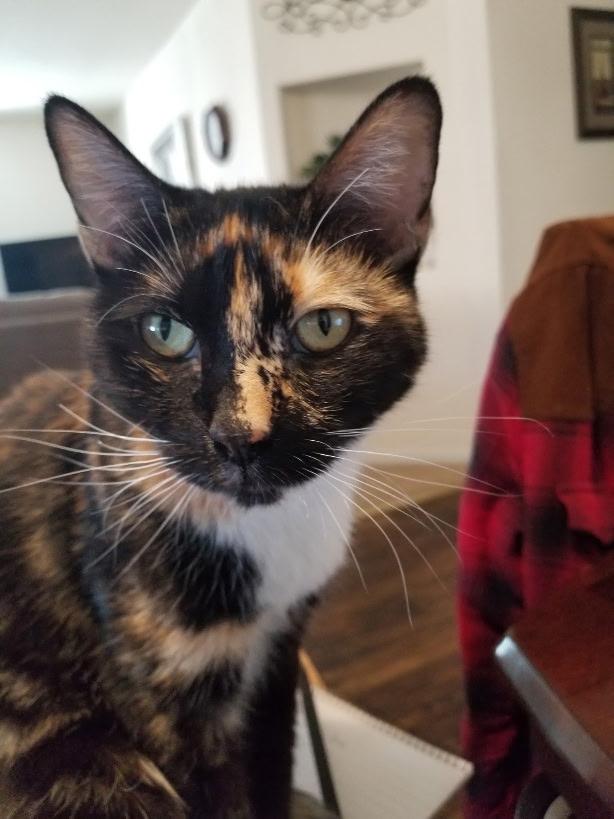 Pet